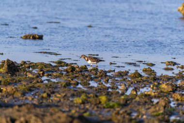Hindistan, Gujarat, Jamnagar 'daki Narara Deniz Milli Parkı' nın alçak gelgit bölgesinde bir dönüm noktası.