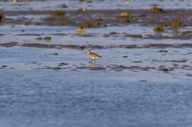 Bengal Körfezi 'nin alçak gelgitlerinde Jamnagar, Gujarat, Hindistan' ın dışındaki Narara Denizcilik Ulusal Parkı 'nda yürüyen kıvrımlı bir çulluk.