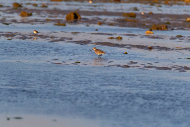 Bengal Körfezi 'nin alçak gelgitlerinde Jamnagar, Gujarat, Hindistan' ın dışındaki Narara Denizcilik Ulusal Parkı 'nda yürüyen kıvrımlı bir çulluk.