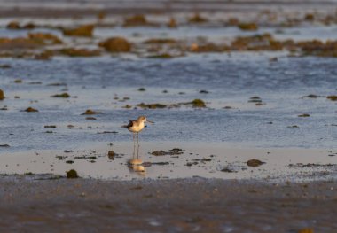 Bengal Körfezi 'nin alçak gelgitlerinde Jamnagar, Gujarat, Hindistan' ın dışındaki Narara Denizcilik Ulusal Parkı 'nda yürüyen kıvrımlı bir çulluk.