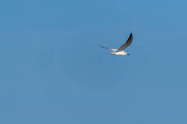 Bengal körfezinde, Gujarat, Deniz Milli Parkı 'nda uçan bir grup yengeç sürücüsü.