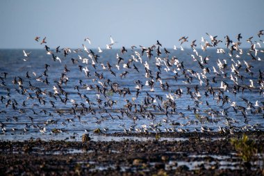 Jamnagar, Gujarat 'ın dışındaki deniz milli parkında bir grup balıkçı sürüsü düzenle uçuyor.