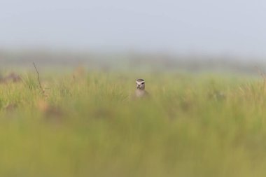 Gujarat 'taki Nalsarovar gölü bölgesinde yeşil bir tarlada dinlenen çiftleşme tesisatında sosyal bir kanat.