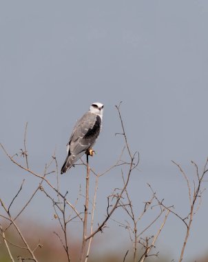 Siyah kanatlı bir uçurtma nam-ı diğer siyah omuzlu uçurtma Gujarat 'taki Nalsarovar göl bölgesindeki bir ağaç dalına tünemiş.