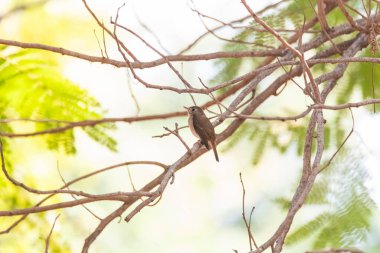 Gujarat 'taki Nalsarovar kuş barınağının dışındaki parkın içindeki bir dala tünemiş kırmızı göğüslü bir sinek avcısı.