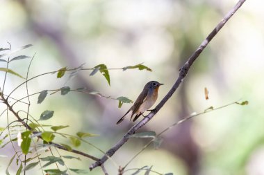 Gujarat 'taki Nalsarovar kuş barınağının dışındaki parkın içindeki bir dala tünemiş kırmızı göğüslü bir sinek avcısı.