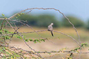 Bir Namaqua güvercini Gujarat 'taki Nalsarovar göl bölgesindeki dikenli bir dala tünemişti.