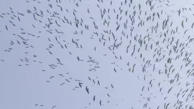 Gujarat 'taki Nalsarovar gölü üzerinde bir grup demoiselle vinç gökyüzünde daireler çiziyor.