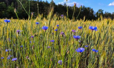 Tarım tarlasında çiçekler, gün batımının ılık ışınlarında tahıl kulakları. Yüksek kalite fotoğraf