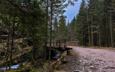 Dağlarda, ağaçlar ve akıntılı bir dağ nehri arasında bir orman yolu boyunca yürümek. Yüksek kalite fotoğraf