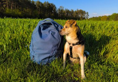 Melez bir köpek seyahat çantasının yanında oturuyor. Doğada evcil hayvanlarla yürüyor. Yüksek kalite fotoğraf