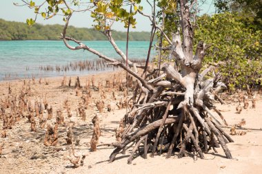 Baluran Sejile Sahili 'ne yakın bir mangrov kökü. Kıyı ekolojisi kavramı gelgit dalgalarını azaltır, suyu filtreler ve kıyı şeridindeki kirliliği ortadan kaldırır..