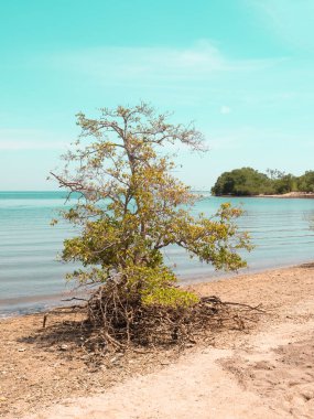 Mangrove ağaçları kıyı boyunca büyürler. Tek bir mangrov ağacı..