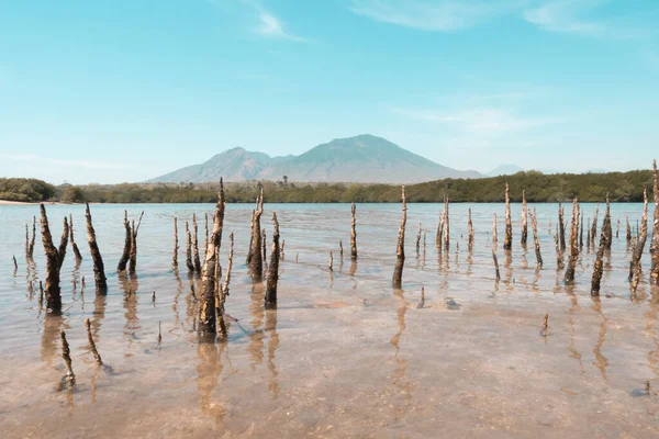 Baluran Ulusal Parkı 'nda güzel bir deniz manzarası, sahil, mangrov ormanı ve dağlar. Yazın mangrov ormanları ve dağları olan deniz manzarası. Baluran Seyisi.