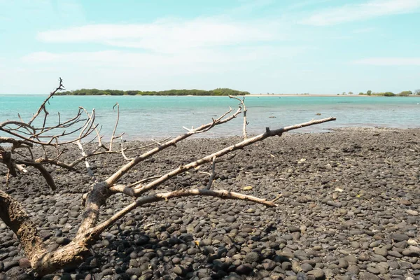Dalgalanan odun. Suyun üzerinde gri ağaç dalları, gölde kurumuş ölü odun. Sahilde ölü bir ağaç, güzel bir deniz manzarası ve parlak bulutlarla..