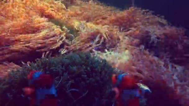 Djur Eller Djurliv Koncept Nemo Clown Fiskar Som Simmar Anemone — Stockvideo