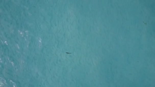 백 사 장이 있는 푸른 바다가 아름다운 석호의 해 변의 생활 상을 보여 주는 드론 — 비디오