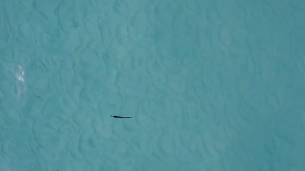 Luchtfoto drone natuur van tropische lagune strand wilde dieren door blauw groene zee en wit zand achtergrond — Stockvideo