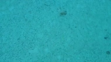 Beyaz kumlu arka planlı mavi okyanus kıyısındaki egzotik sahil sahil yaşam tarzının hava aracı.