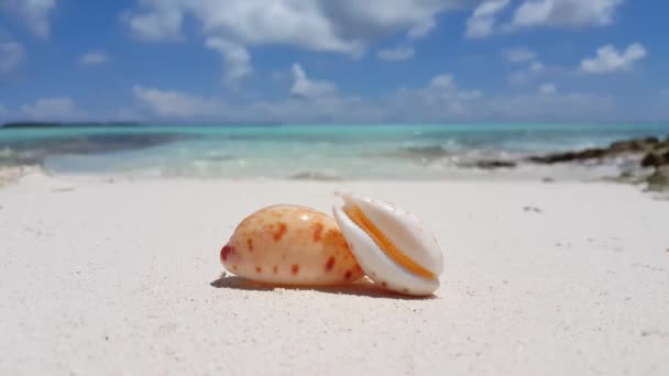 Dicht Uitzicht Schelpen Het Strand Genieten Van Tropische Vakantie Bali — Stockvideo