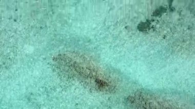 Gün doğumundan sonra beyaz kumlu arka planda şeffaf deniz kenarındaki Cennet lagünü sahili yaban hayatı