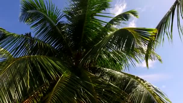 Zonnige textuur van rustige toeristische strand reis door de blauwe oceaan en wit zand achtergrond na zonsopgang — Stockvideo