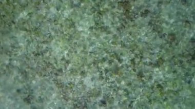 Deniz kıyısı sahil yolculuğunun ılık turizmi berrak okyanus ve kumsalın yakınındaki beyaz kumlu arka plan