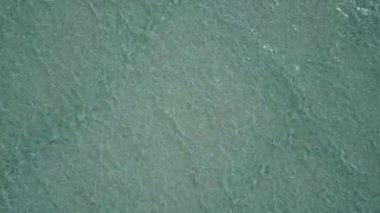 Deniz kıyısında sıcak bir sahil tatili, sığ bir deniz ve palmiyelerin yanında beyaz kum arka planda.