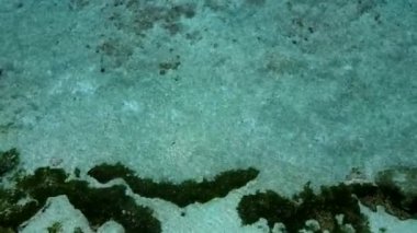 Mavi deniz kıyısındaki sahil tatilinin boş bir özeti ve resifin yanındaki beyaz kumlu arka plan.