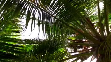 Mükemmel sahil sahilinin yaz gökyüzü mavi okyanus ve beyaz kumsal arkaplanından gün batımından önce ayrılıyor