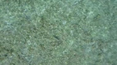 Cennet sahili sahili sıcacık manzarası mavi yeşil su ve kumsalın yakınındaki beyaz kumlu zemin tarafından kırılıyor.