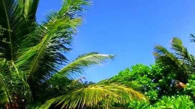 Sakin adanın güneşli gökyüzü mavi su kenarında tatil ve resifin yakınındaki temiz kum arka planı