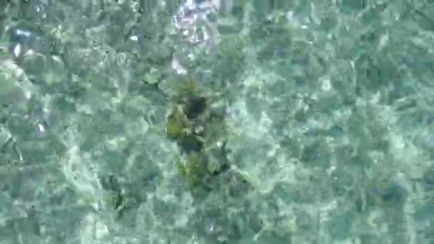 Άδεια αφηρημένη χαλαρωτική παραλία τρόπο ζωής από ρηχή θάλασσα με λευκό φόντο άμμο μετά την ανατολή του ηλίου — Αρχείο Βίντεο