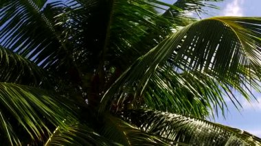 Cennet sahili sahil manzarasının güneşli manzarası. Mavi yeşil su ve dalgalara yakın beyaz kumlu arka plan.