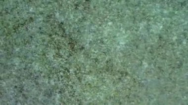 Deniz adasının yaz doğası. Mavi okyanus kenarında. Beyaz kum arka planı güneş ışığında.