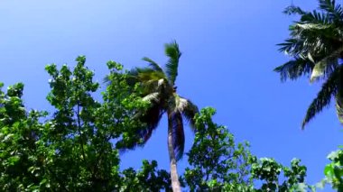 Mavi deniz kıyısında temiz kumlu arka planda egzotik sahil yolculuğunun deniz manzarası.