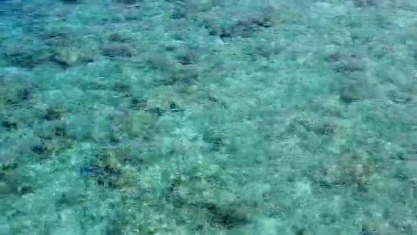 Turismo caldo di mare marino spiaggia fauna selvatica da acqua trasparente e sfondo di sabbia brillante alla luce del sole — Video Stock