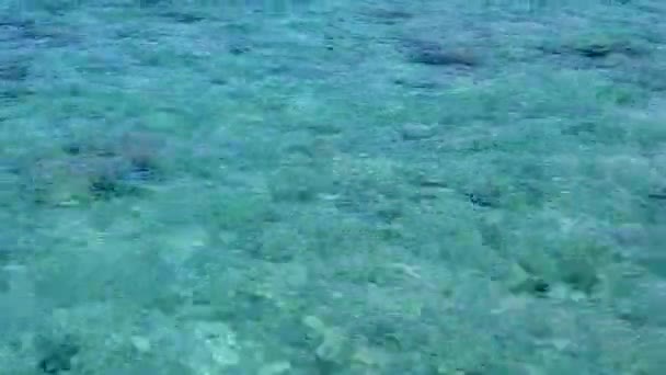 Sonnige Reise von exotischen Strand Strandabenteuer durch blaues Meer mit weißem Sand Hintergrund in der Nähe von Palmen — Stockvideo