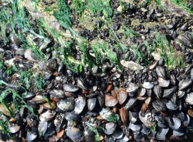 Kumsalda deniz kabukları