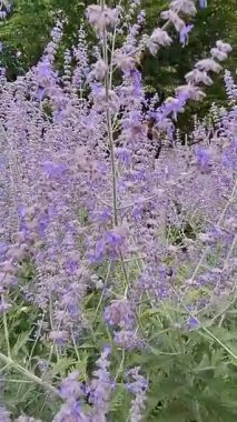 Güzel botanik fotoğrafı, doğal duvar kağıdı. Arıyla lavanta çiçeklerini kapat