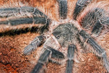 Örümcek tarantula. Büyük tüylü ve kıllı. Kızgın ve ilgili.