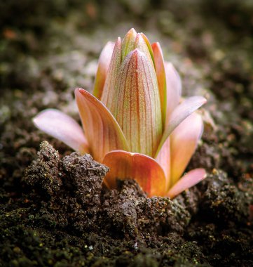 Dünya'dan filiz. Topraktan büyüyen renk Bud. Yeni bir hayat, artış, büyüme ve bahar sembolü.