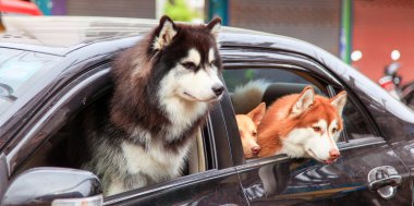 Üç köpek, üç arkadaş. Araba sahibi için bekliyor. Sabırsızlıkla pencereden eğildi.