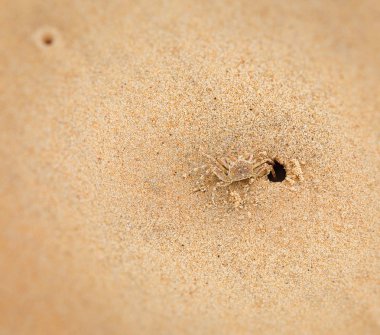 Küçük bir kum yengeç. Vizon yengeçler, kum.