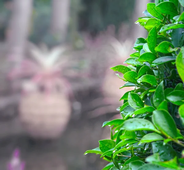 Yaprakların bir duvar. Sol arka plan bulanık. Etiket eklemek için kullanılan.