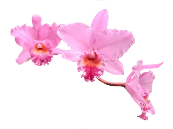 Orchideje Barevné Květiny Zdobení Koláže Izolované Bílém Pozadí — Stock fotografie