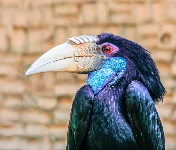Toucan kuş. Büyük Gaga, güzel renkler ile büyük kuş