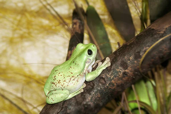 緑のカエル 木の枝の上に座ってください — ストック写真