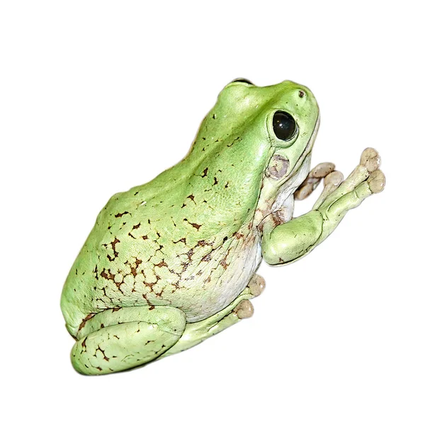 一只绿色的青蛙 在白色背景上被隔离 — 图库照片