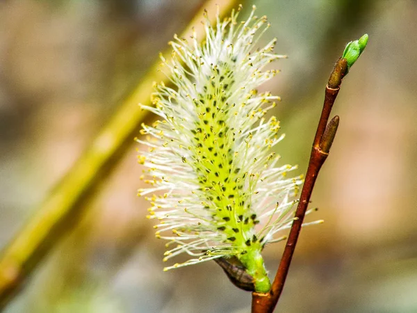 Üzerinde ağaç çiçek tomurcukları. Parlak sarı yeni yeşil yaprakları ile. Yeni bir hayat, artış, büyüme ve bahar sembolü.